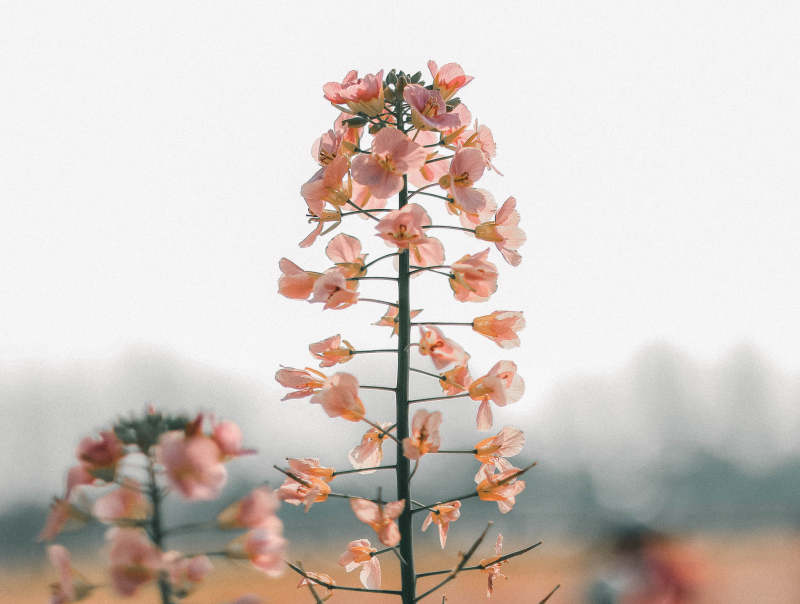 粉色花朵的美丽瞬间图片