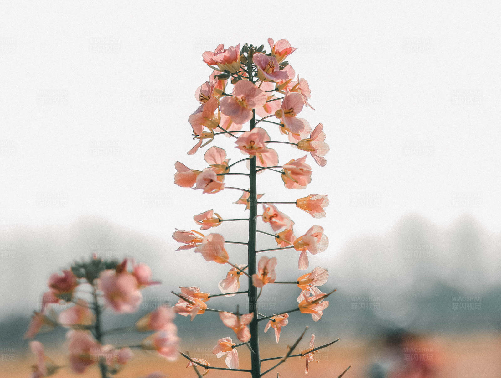 粉色花朵的美丽瞬间图片