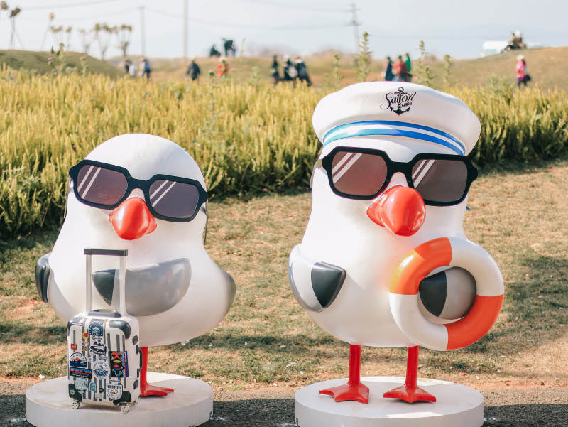 旅行鸡与船长鸡图片