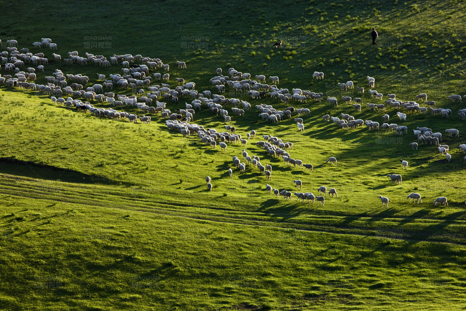 羊群在山坡上吃草图片