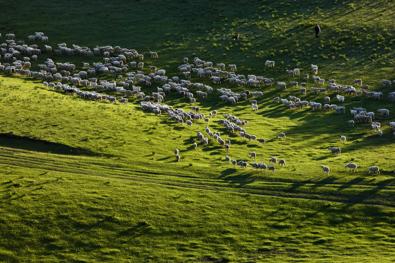 羊群在山坡上吃草图片