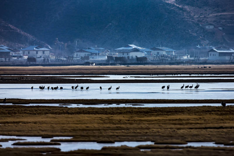 湿地上的候鸟群(纳帕海)图片