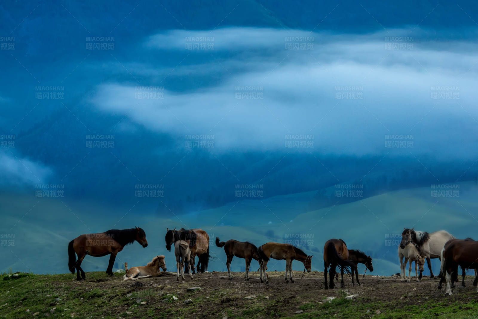 草原上的马群图片