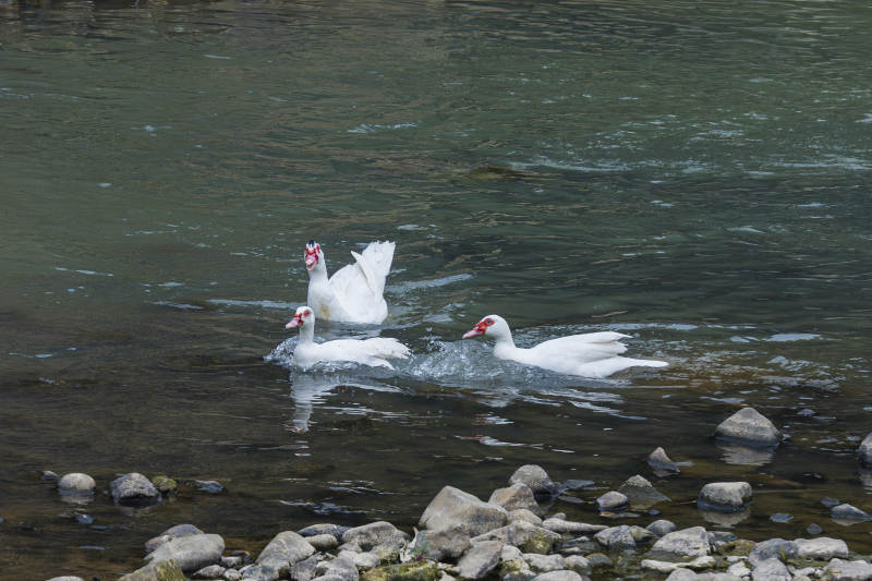 湖中嬉戏的白鸭子图片