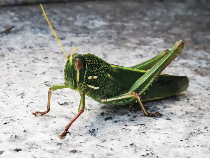 绿色蚱蜢特写图片