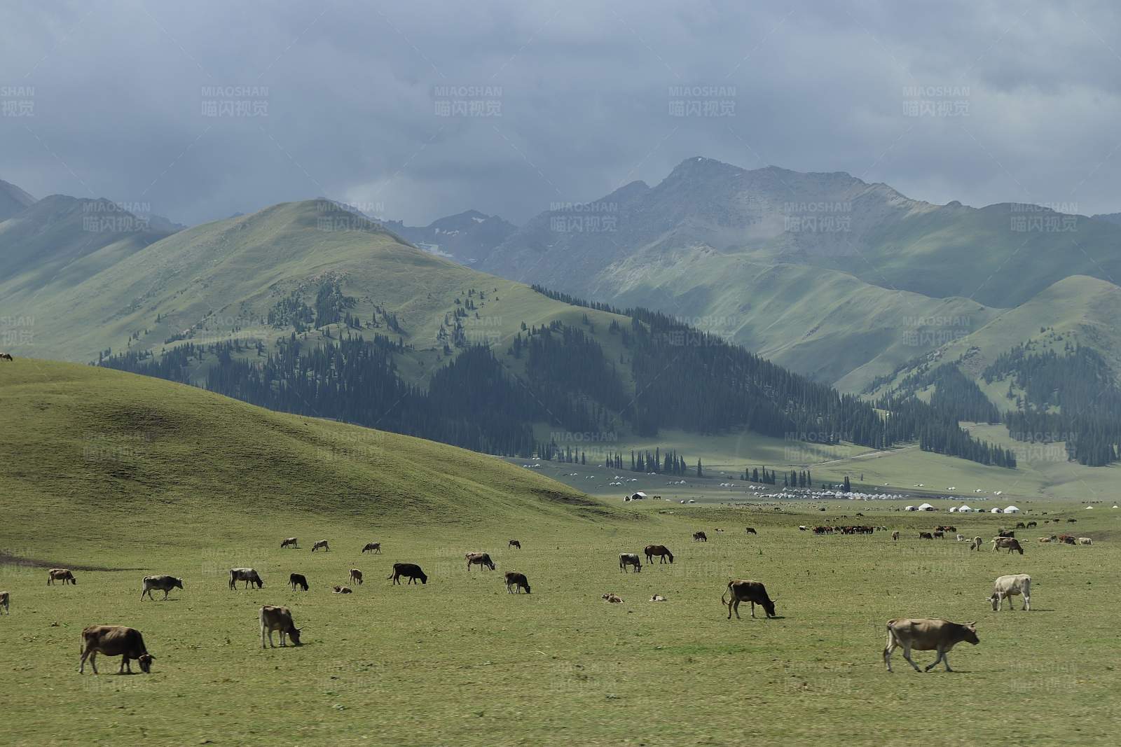 草原上的牛群图片