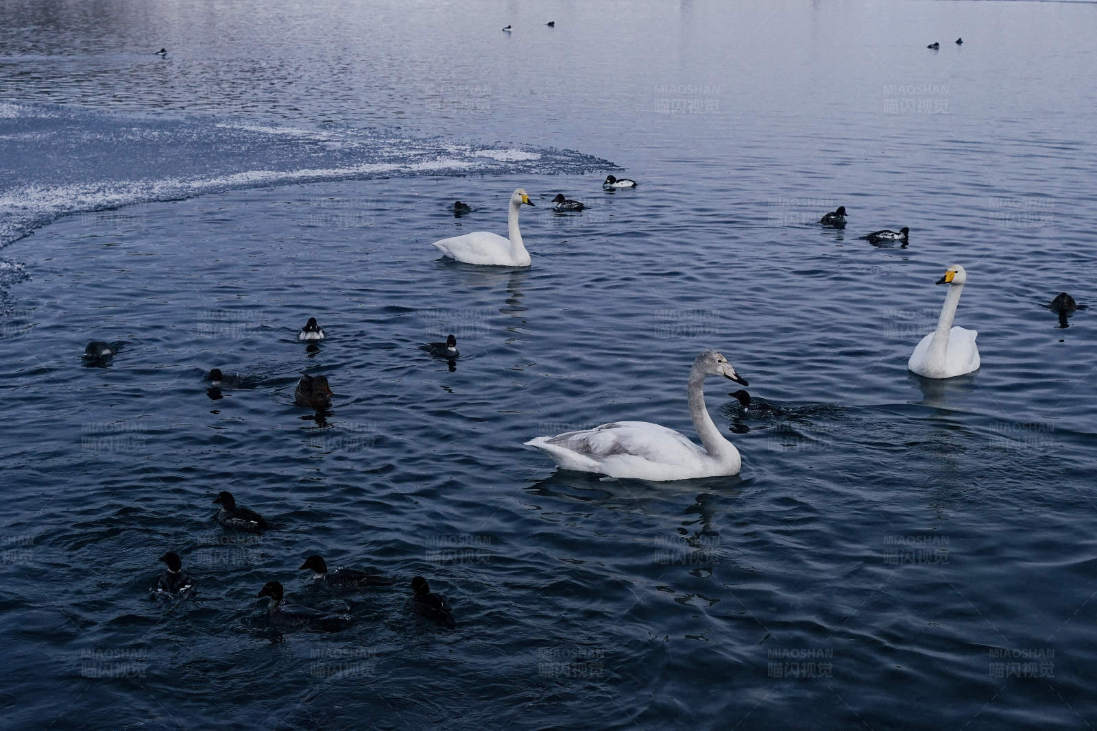 湖面天鹅与鸭子共游图片