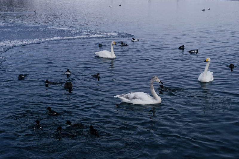 湖面天鹅与鸭子共游图片