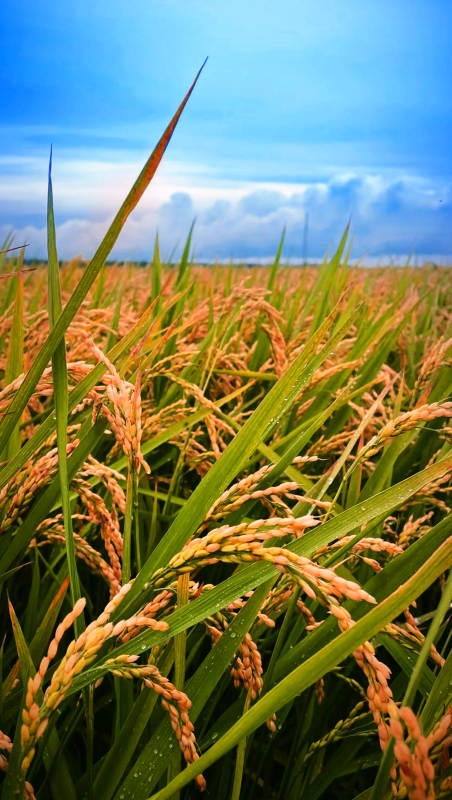 金色稻田丰收季图片