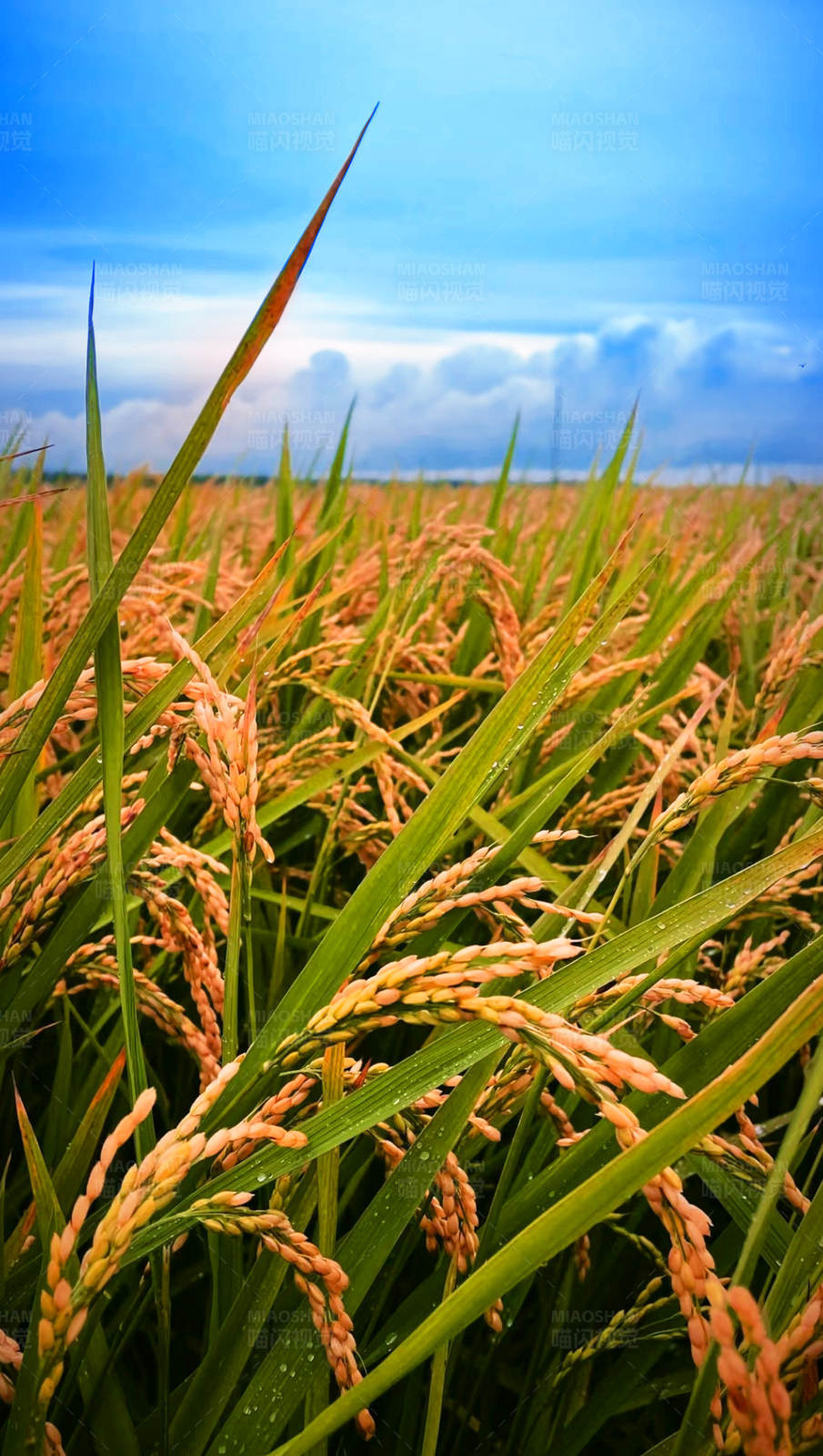 金色稻田丰收季图片