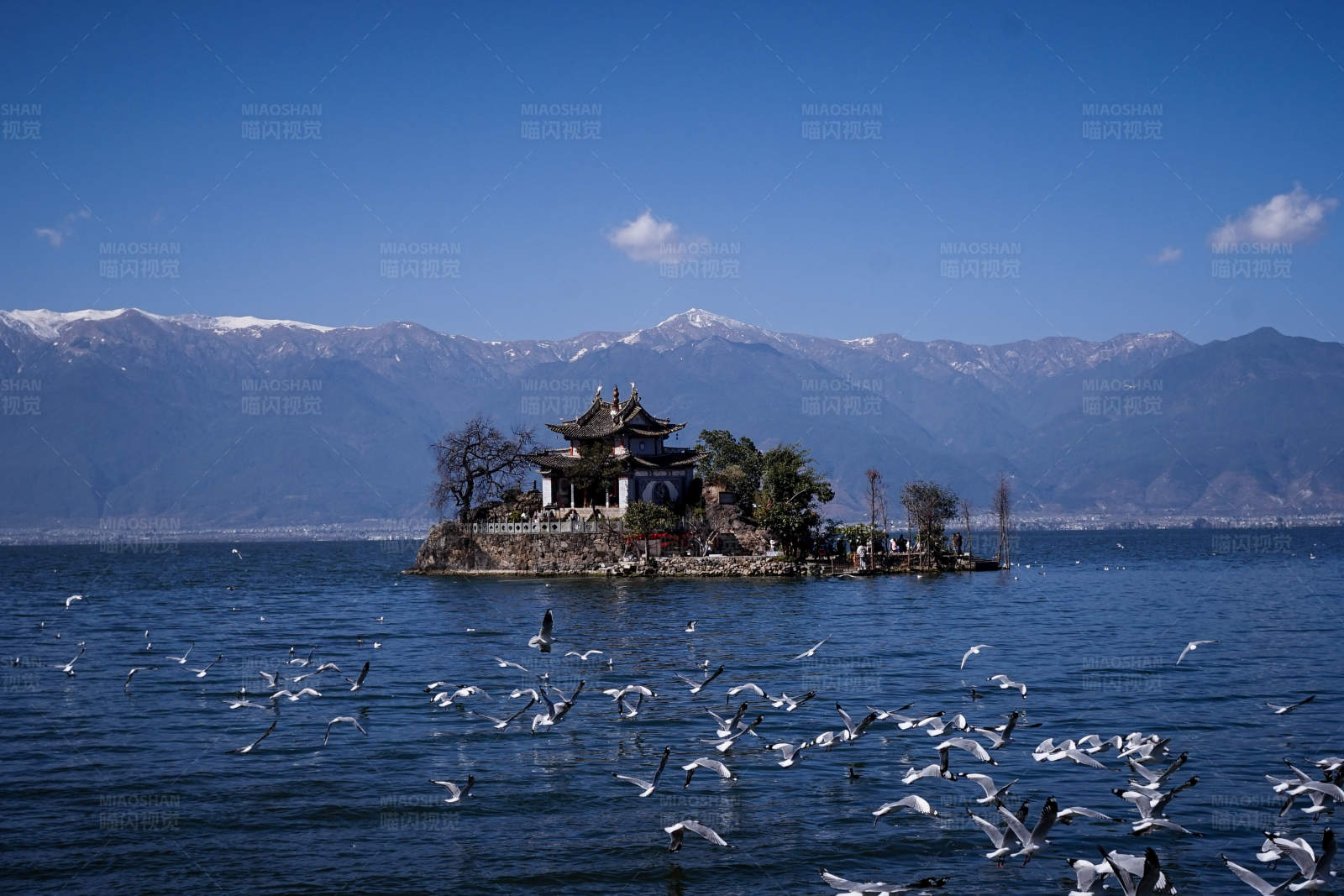 小普陀与飞翔的海鸥图片