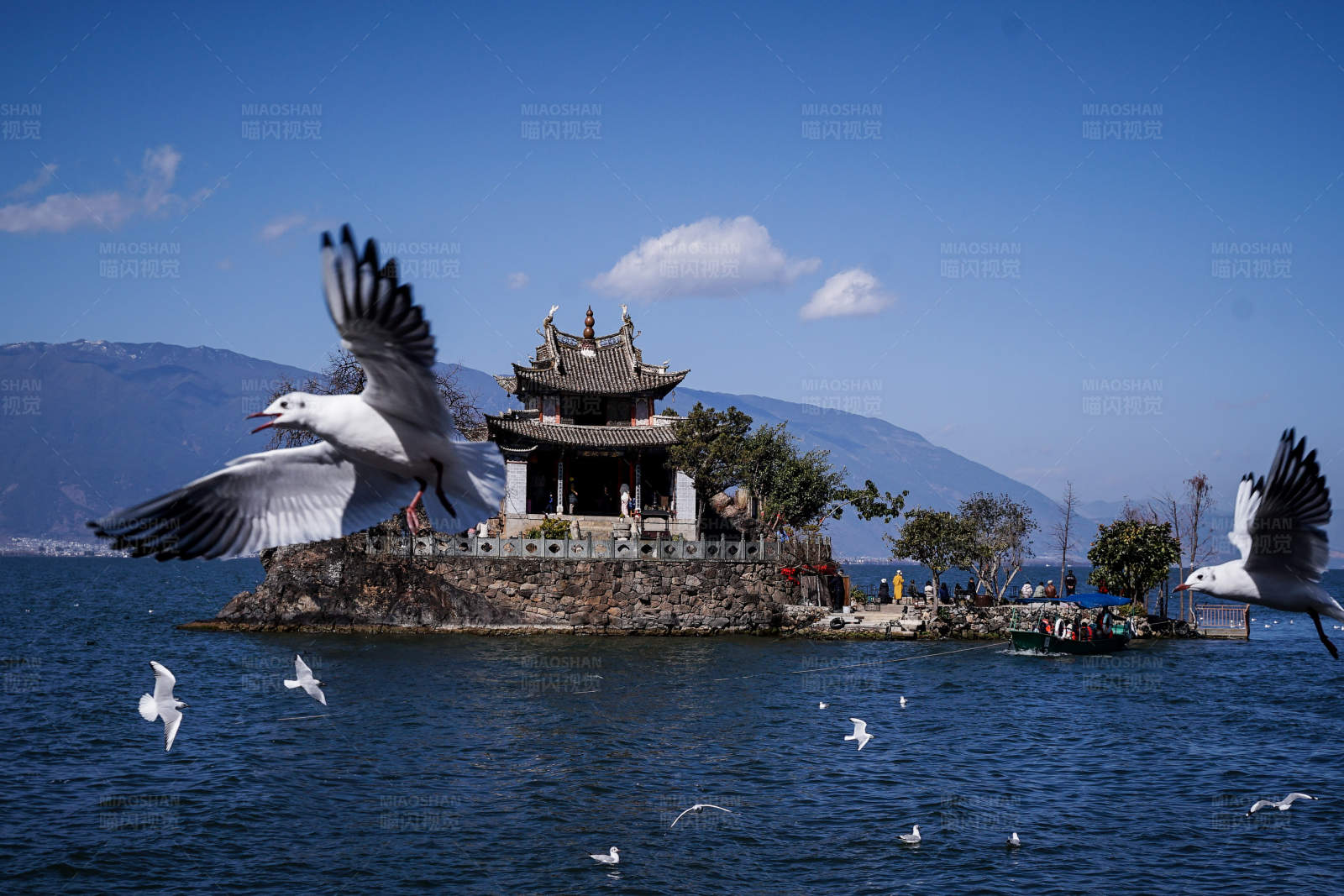 湖心岛上的古塔与海鸥图片