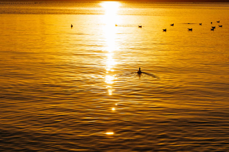 夕阳下的湖面鸭群图片