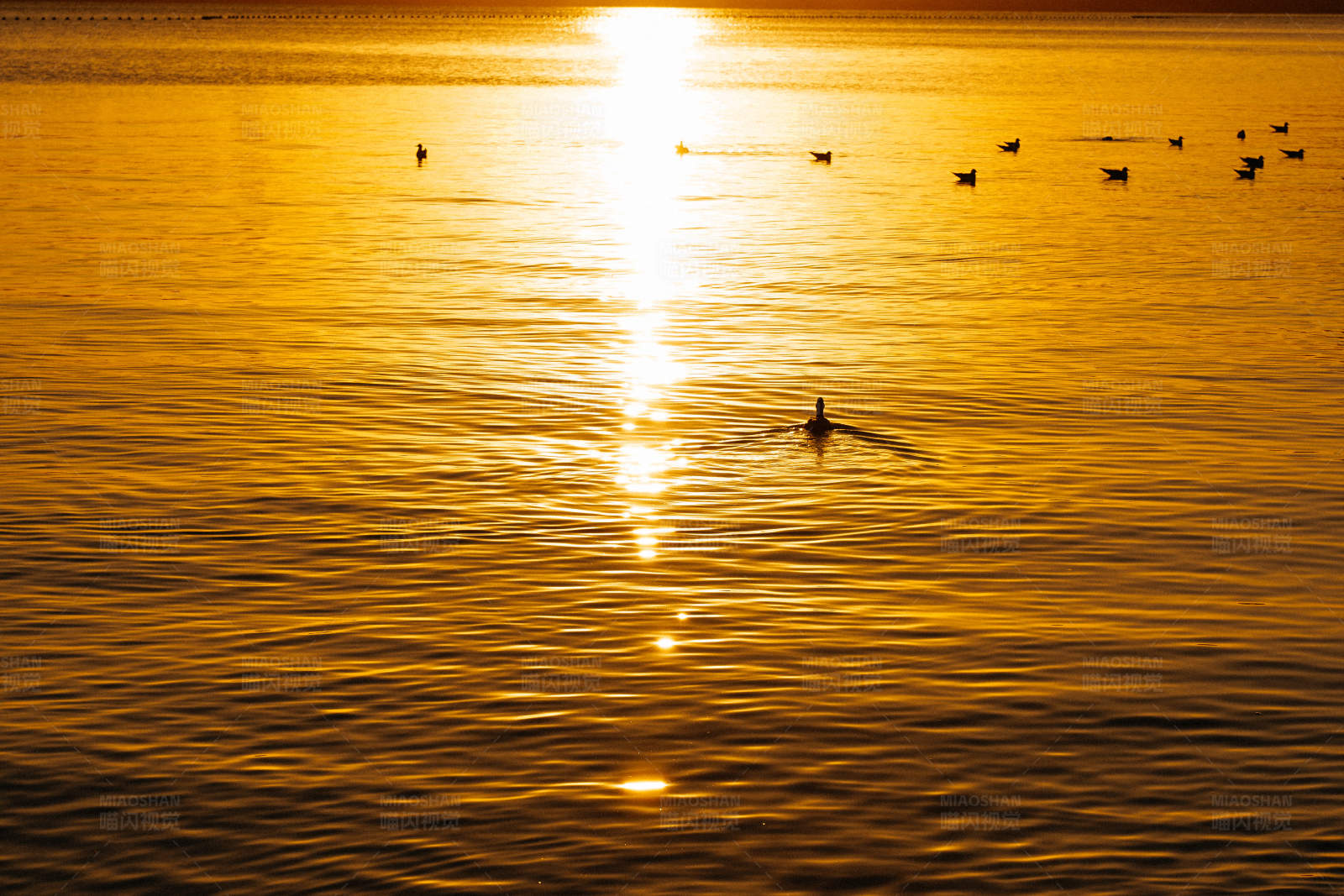 夕阳下的湖面鸭群图片