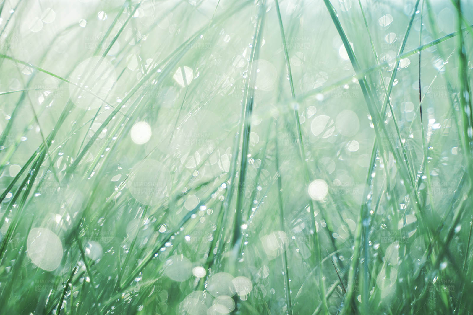 露珠点缀的青草图片