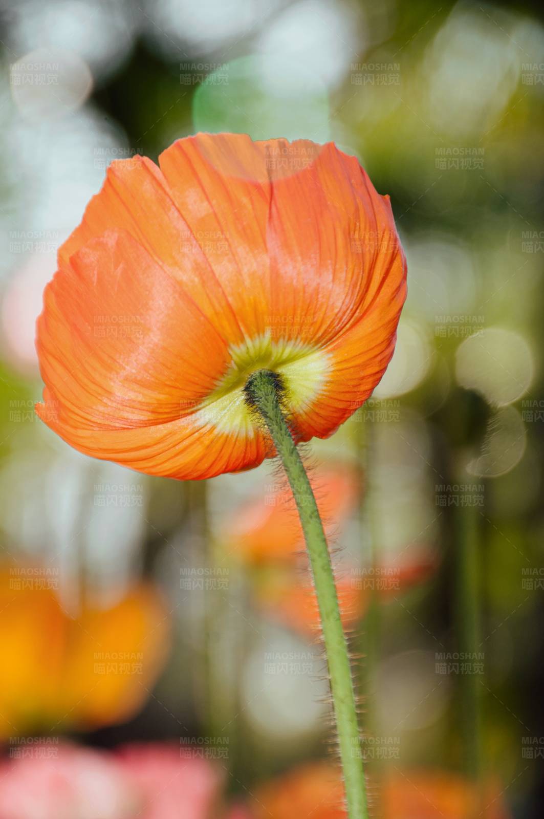 橙色虞美人的特写图片