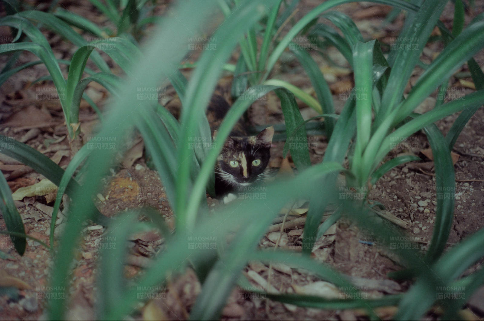 猫藏在高草丛中图片