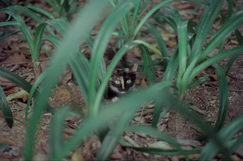 猫藏在高草丛中图片