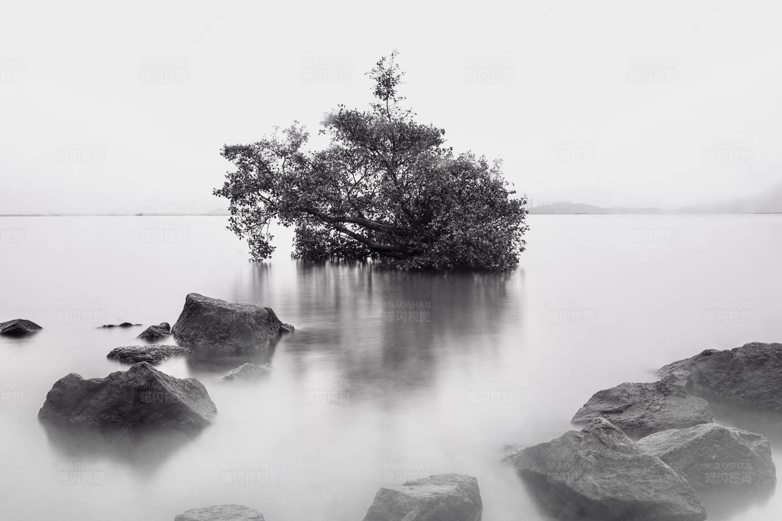 湖中孤树图片