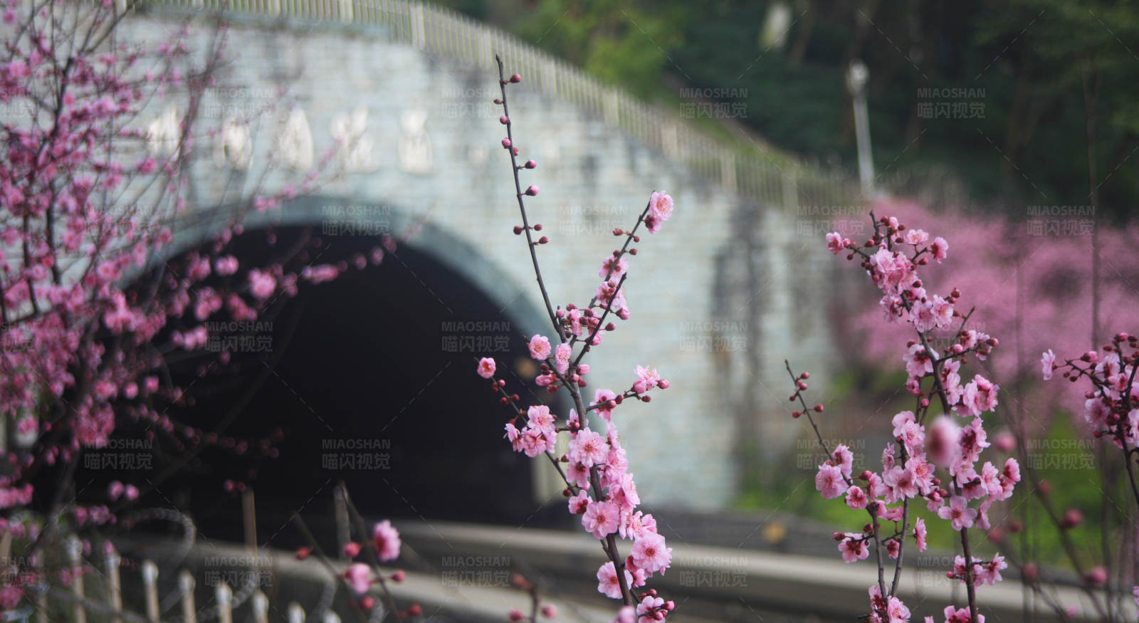 梅花盛开 桥景如画图片