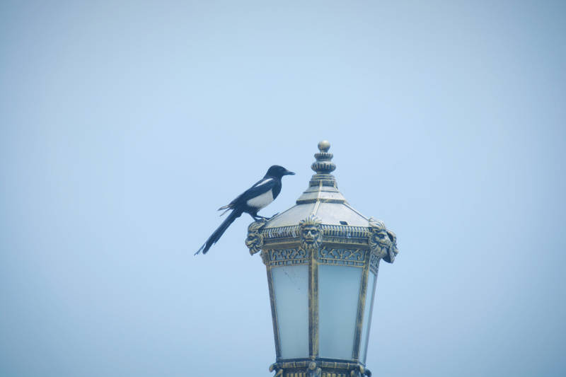 鸟儿栖息灯顶图片