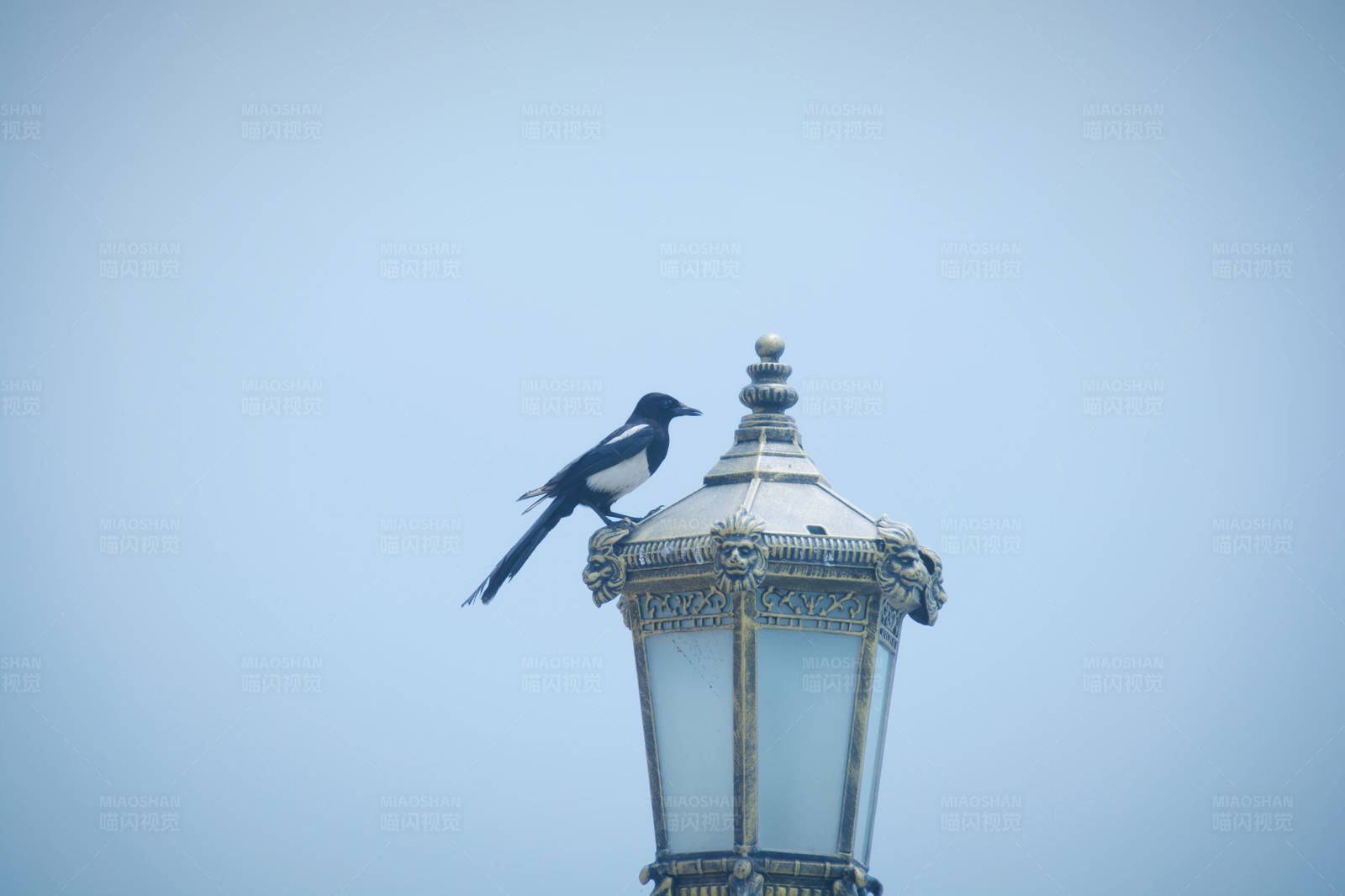 鸟儿栖息灯顶图片