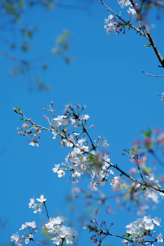 春日樱花绽放图片