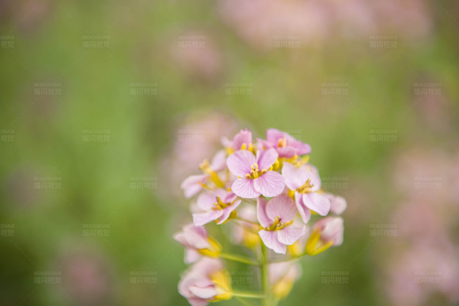 粉色花朵的春天图片