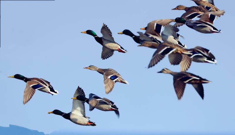飞翔的鸭群图片