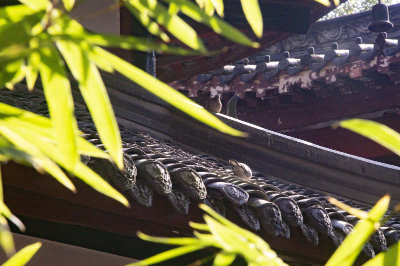 竹影瓦檐上的小鸟图片