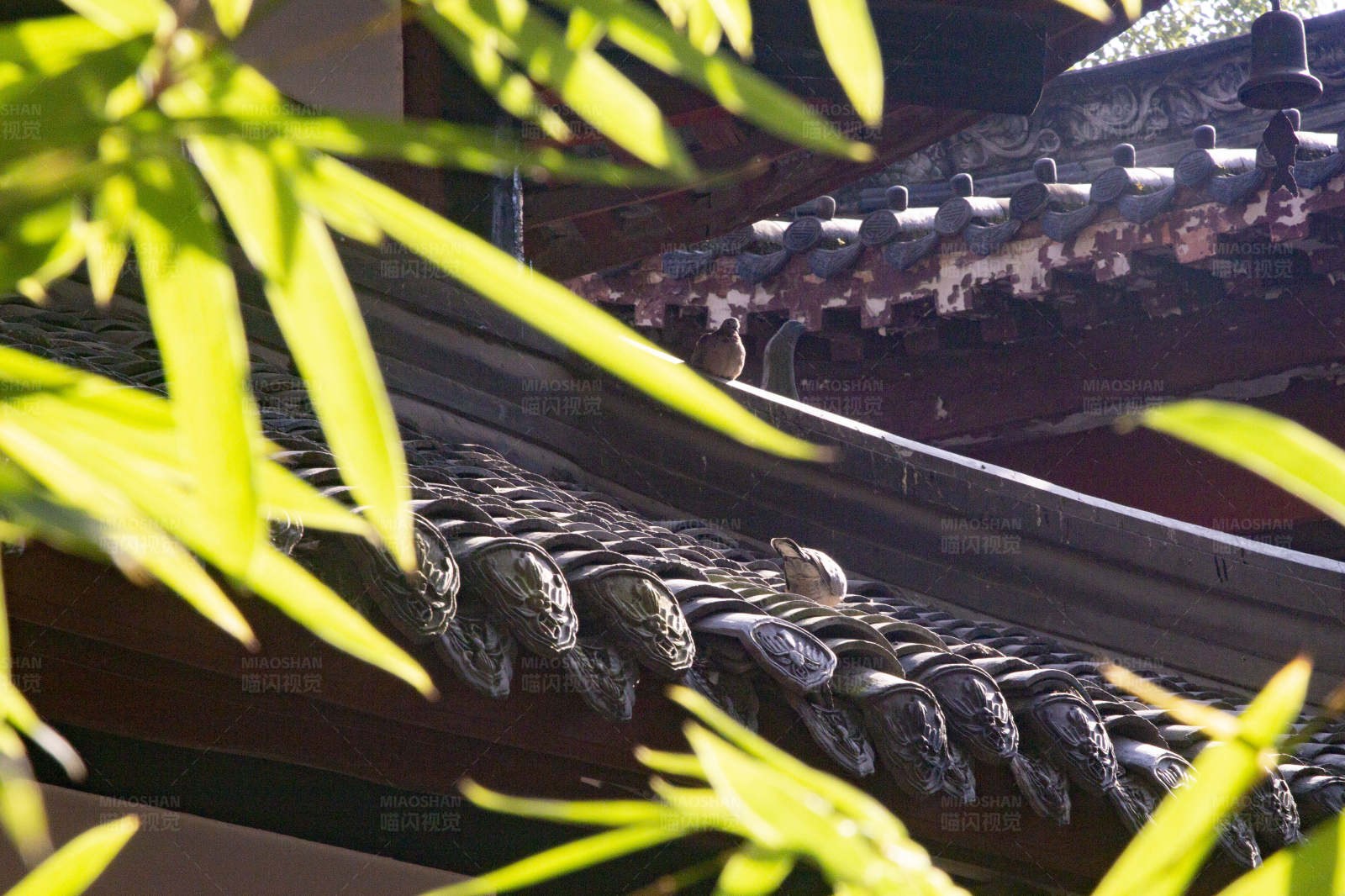 竹影瓦檐上的小鸟图片