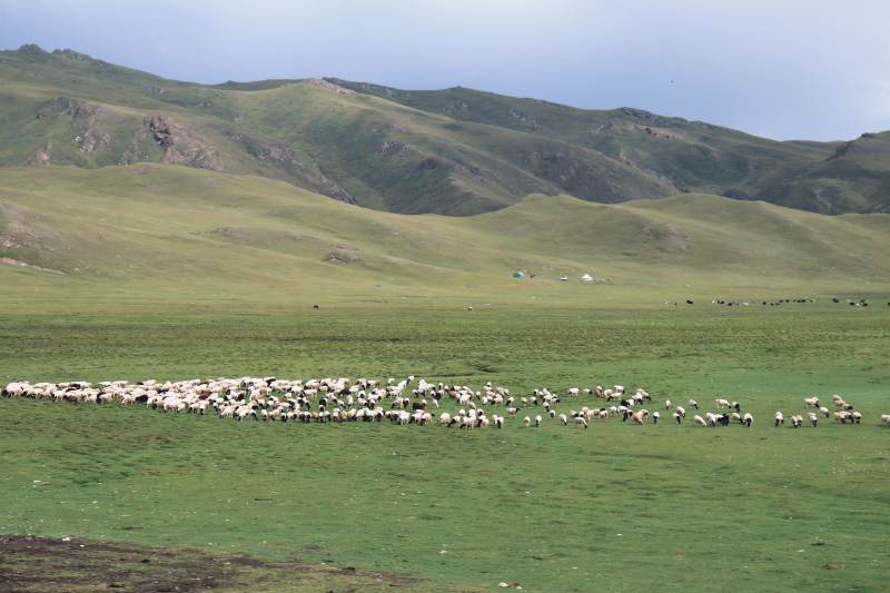 草原上的羊群图片