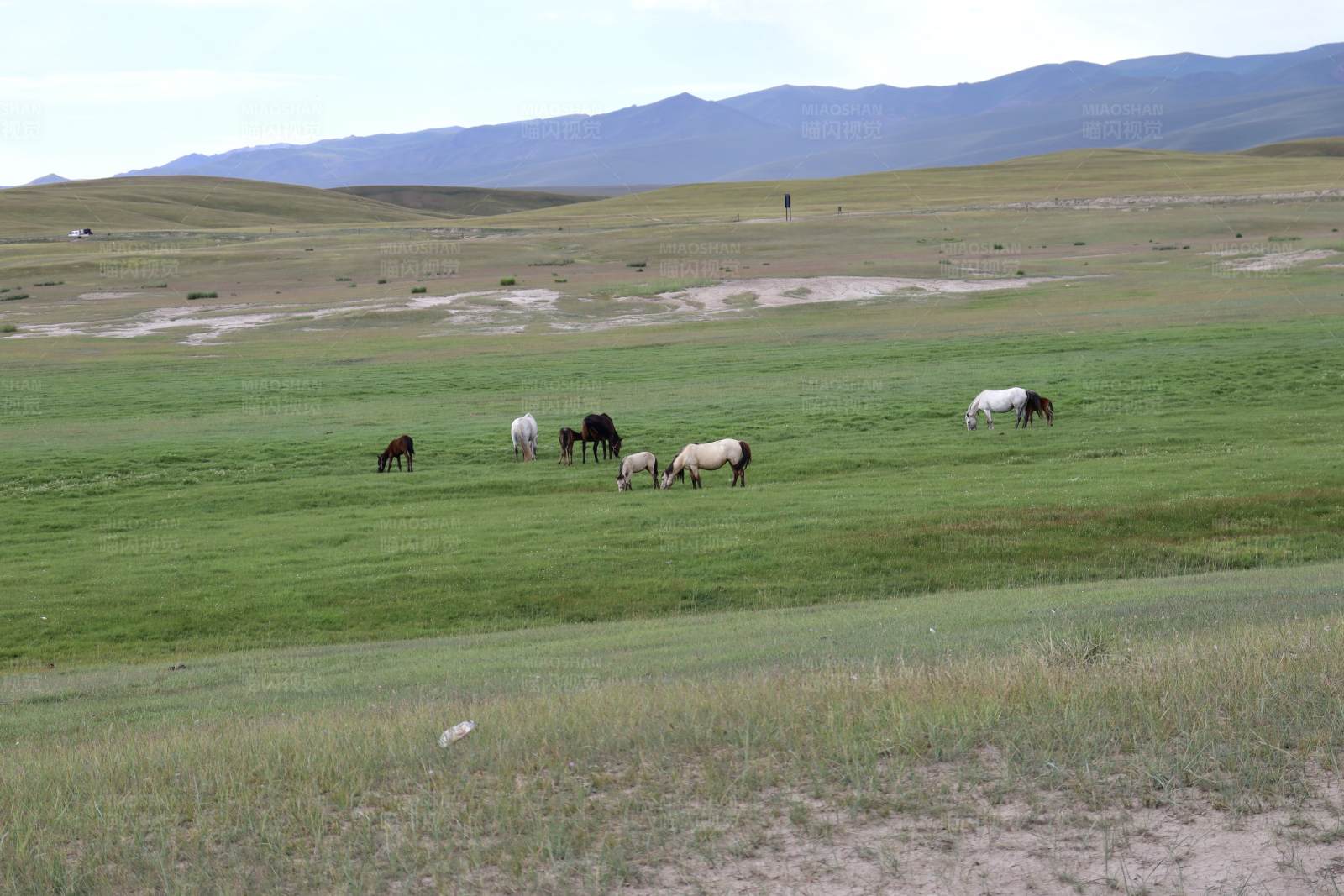 草原上的马群图片