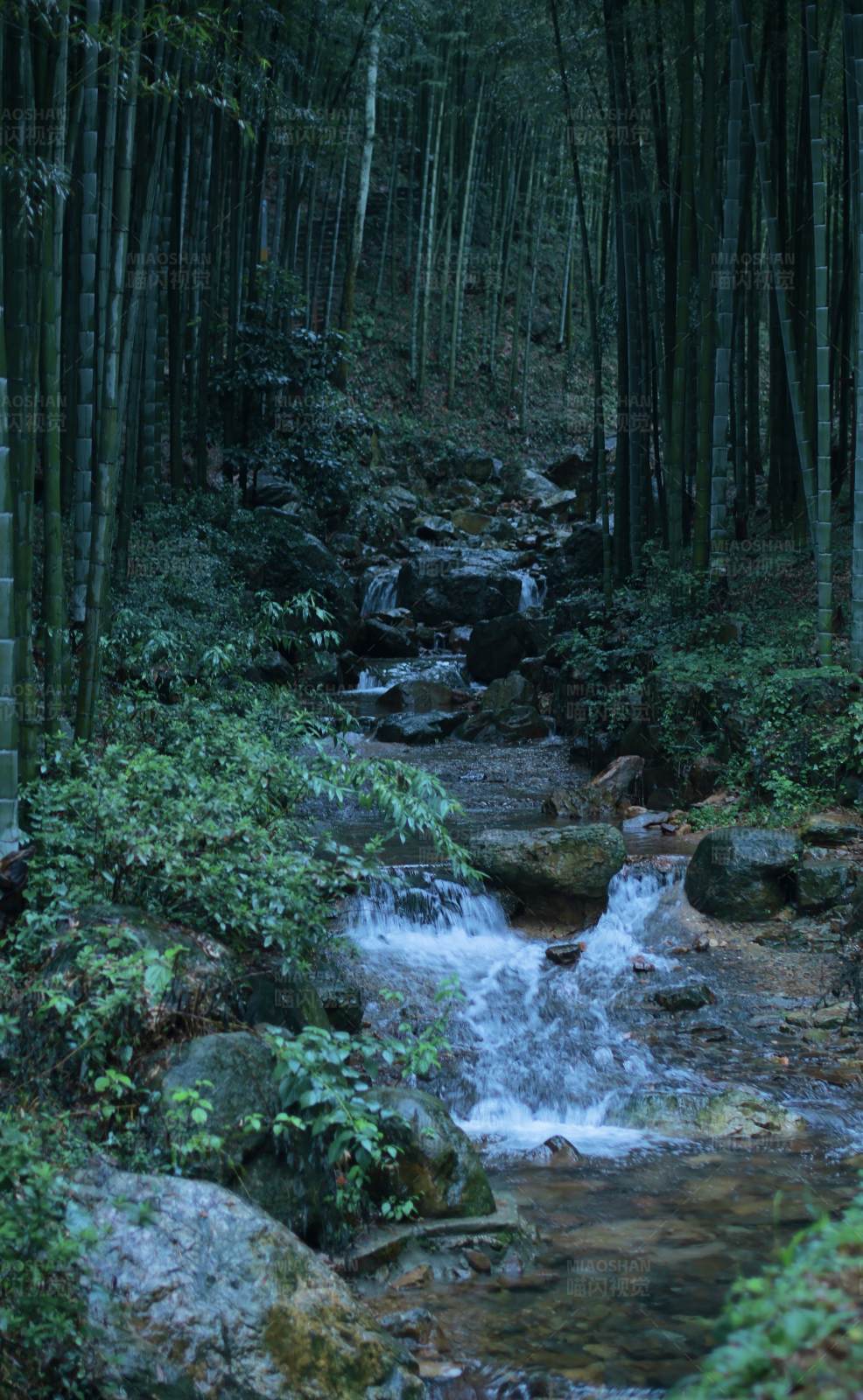 竹林深处溪流潺潺图片