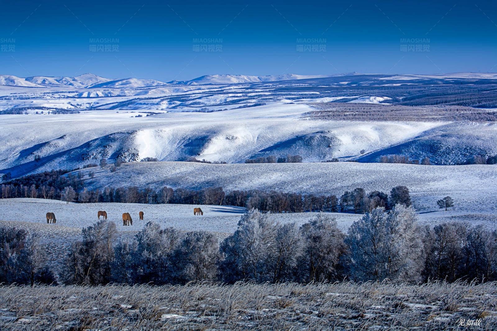 雪原上的马群图片