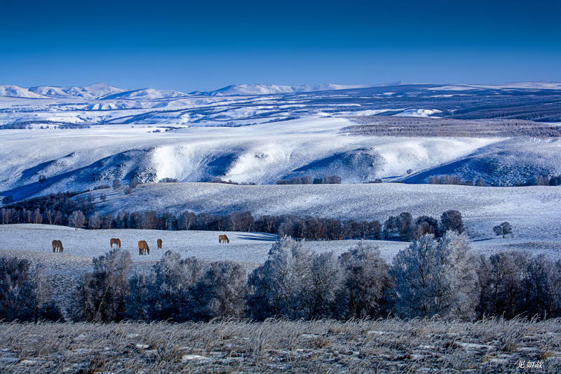 雪原上的马群图片