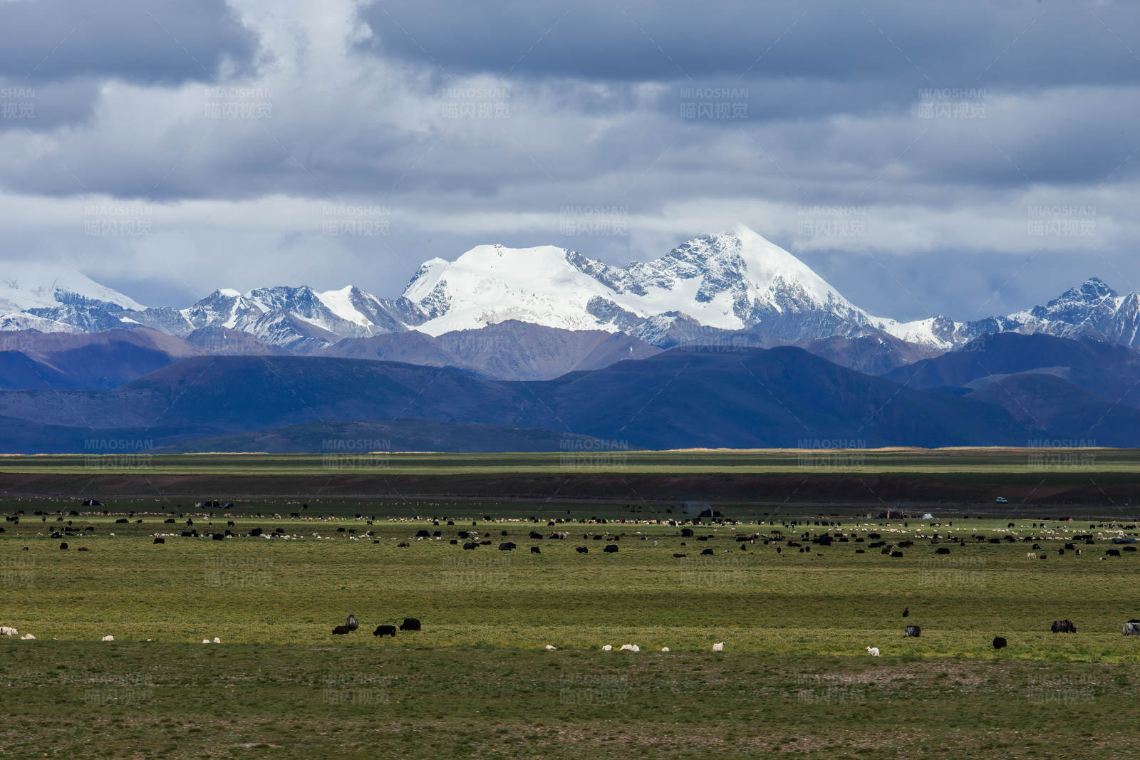 雪山下的草原牧场图片