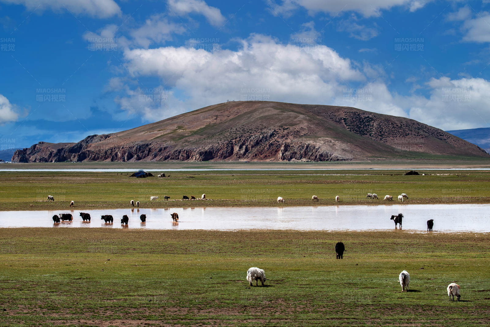 草原上的宁静牧歌图片