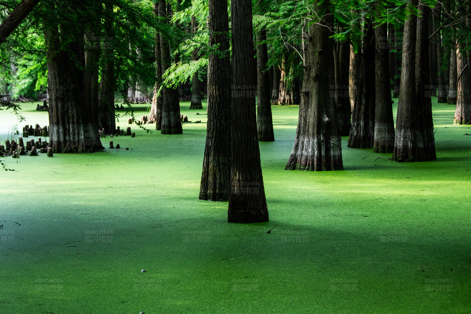 绿色沼泽中的森林图片