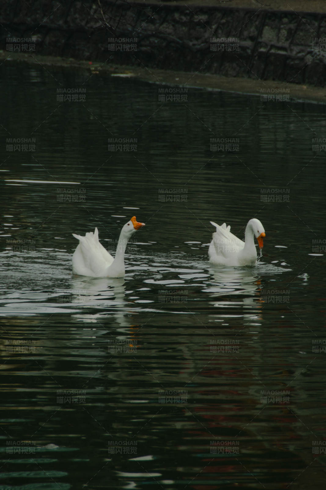 湖中游弋的两只白鹅图片