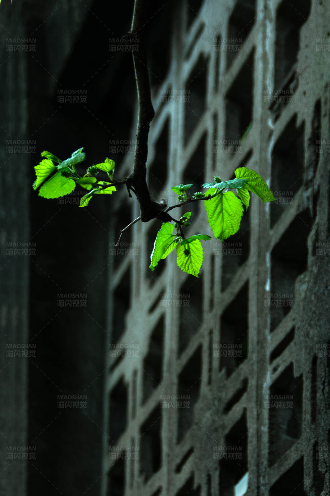 新生绿叶与古老墙壁图片
