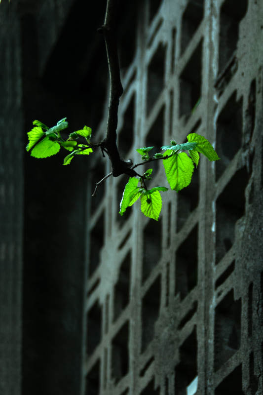 新生绿叶与古老墙壁图片