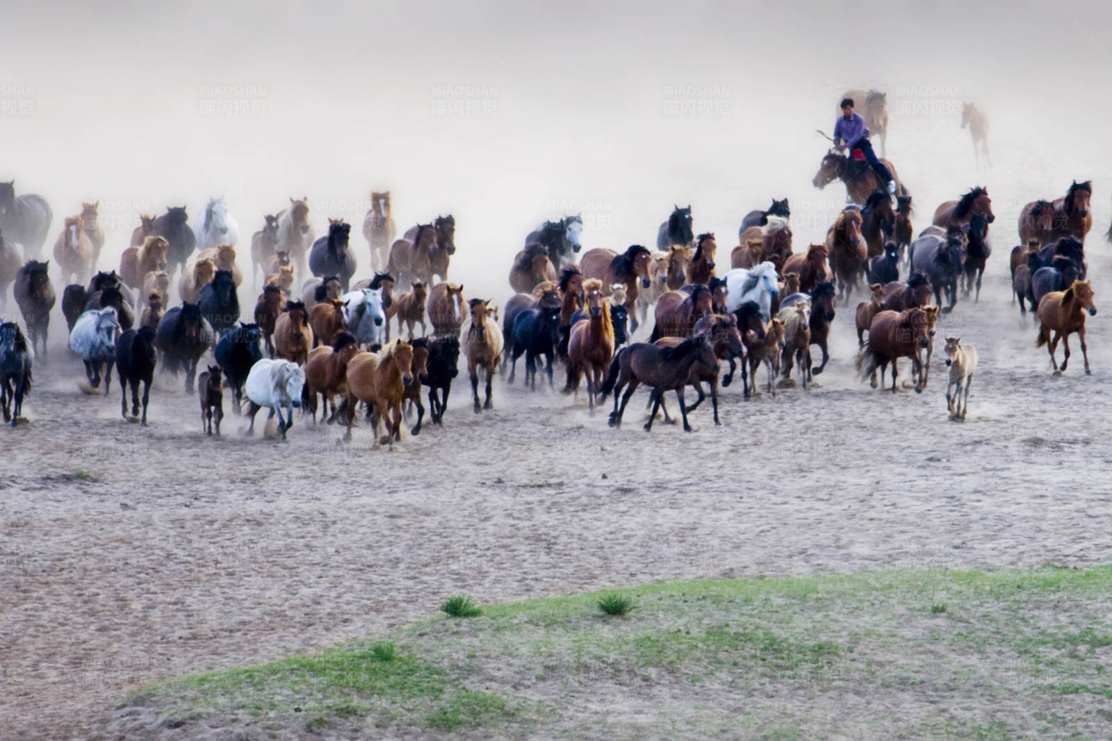 草原上的奔腾马群图片