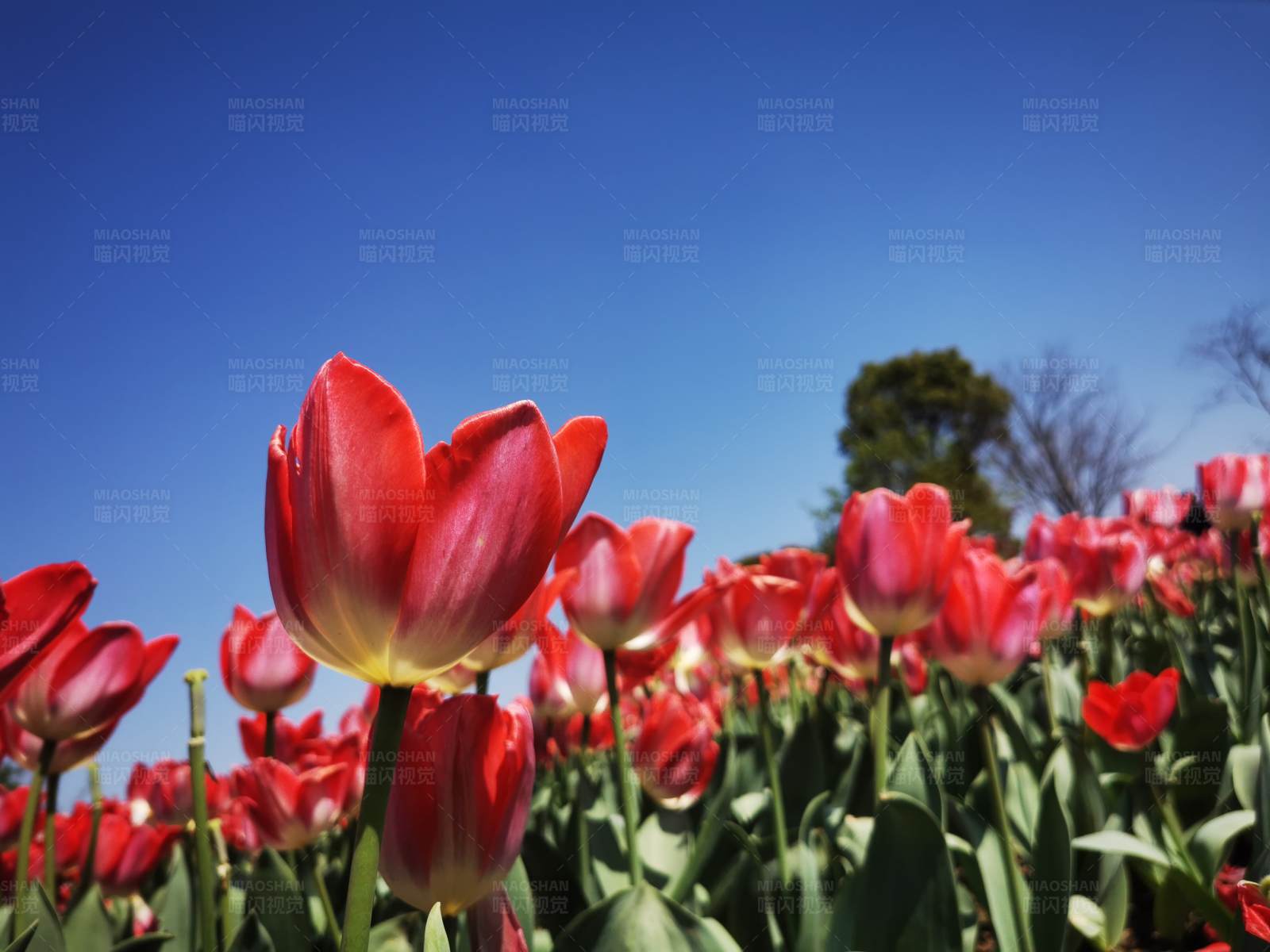 红色郁金香花田图片