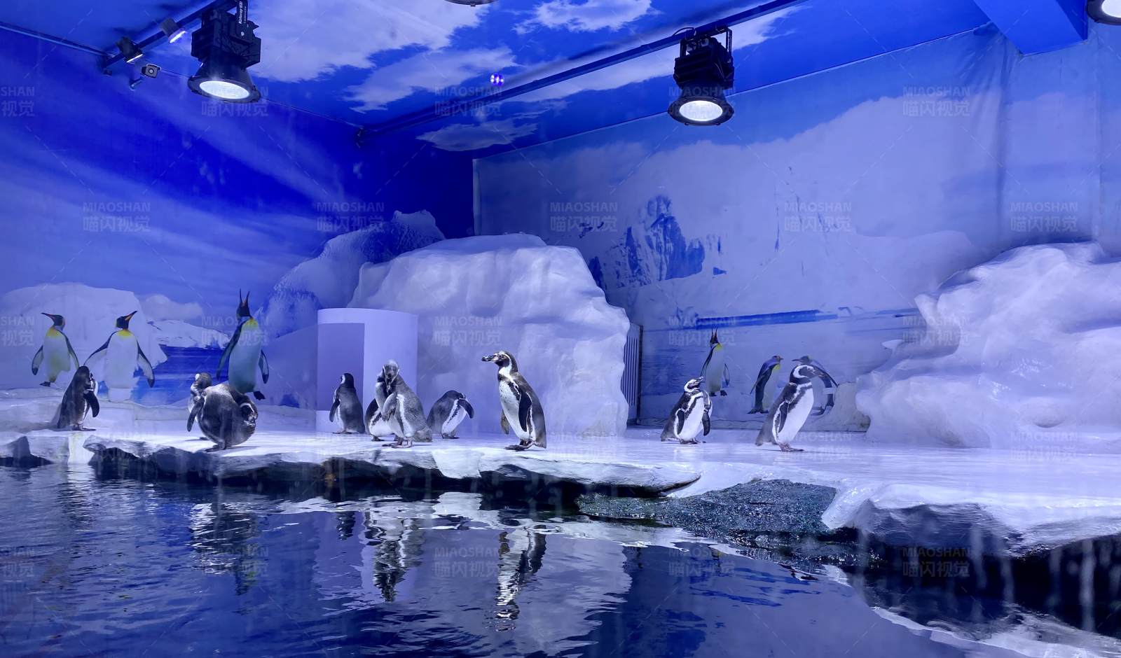 企鹅水族馆展示图片