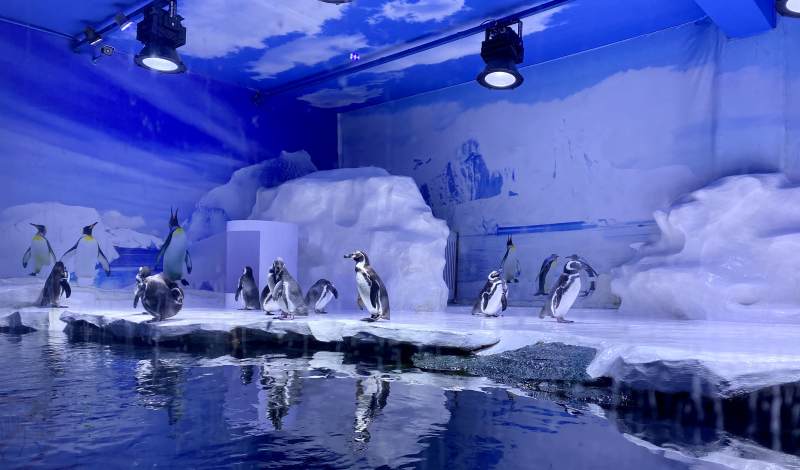 企鹅水族馆展示图片
