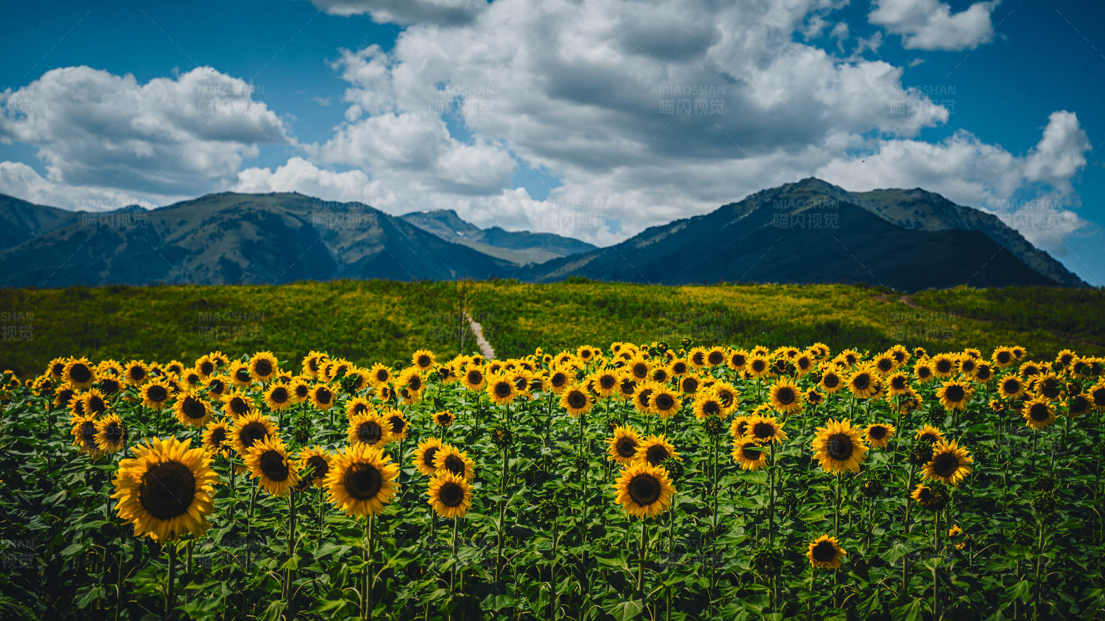 向日葵山间绽放图片