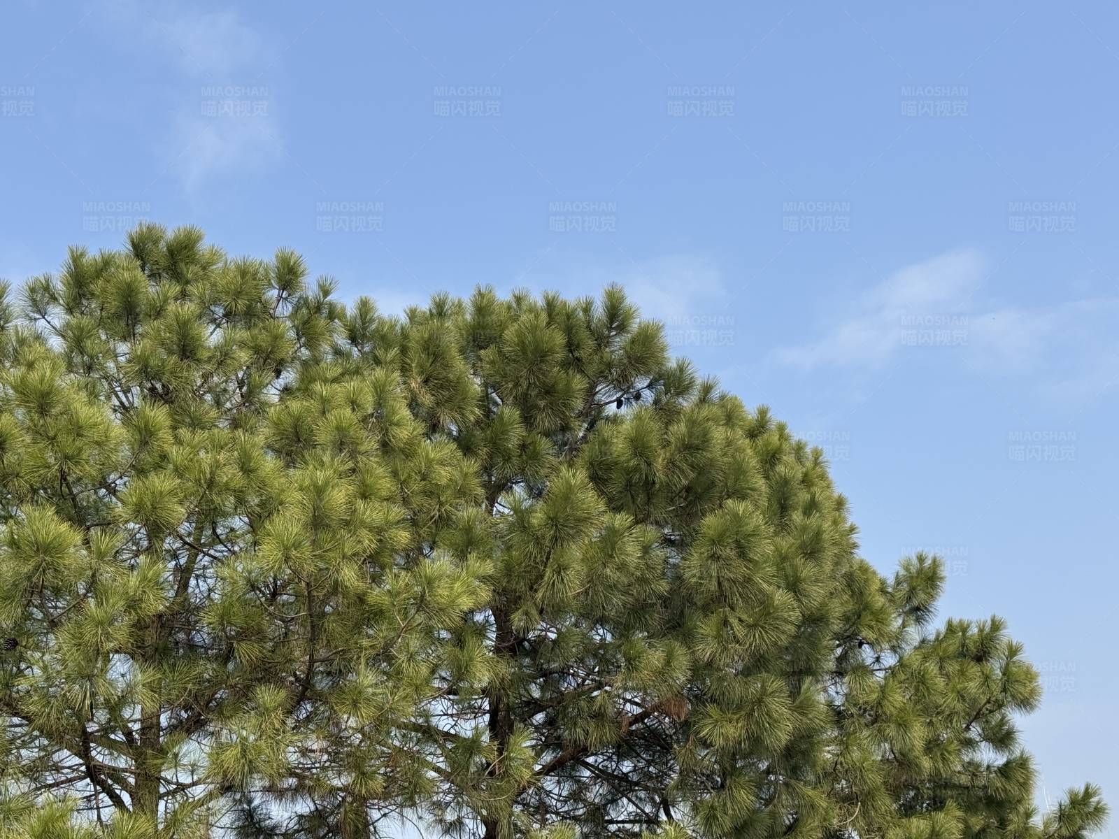 松树与蓝天图片