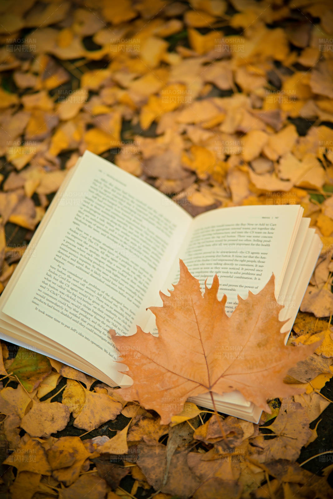 秋叶与书图片