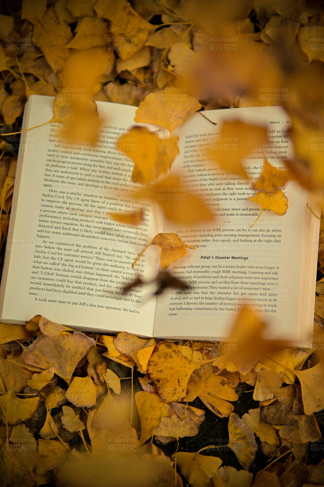 秋叶间的书页图片